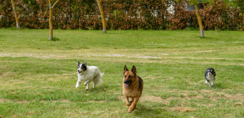 Dogs Area, photo 9